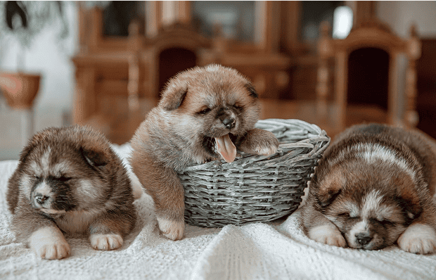 Puppy at Home: Top 35 AnimAll Pet Products for Dogs from Birth to 6 Months